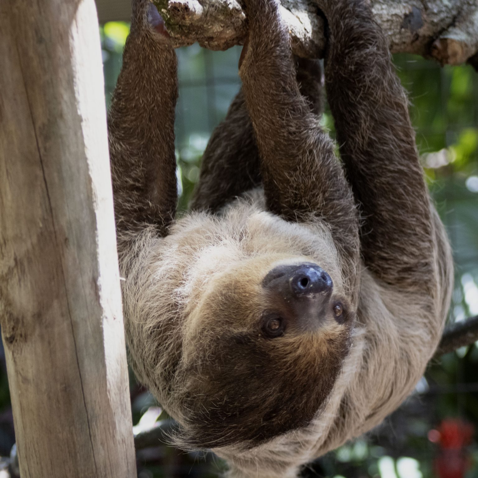 Remembering Lorenzo the Linne's Two-Toed Sloth - Brevard Zoo