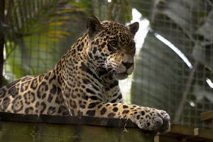 A female jaguar rests upon a wooden platform inside of a Zoo habitat.