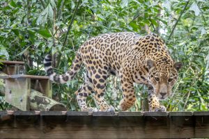 Lua has a lighter, cream-colored coat. 