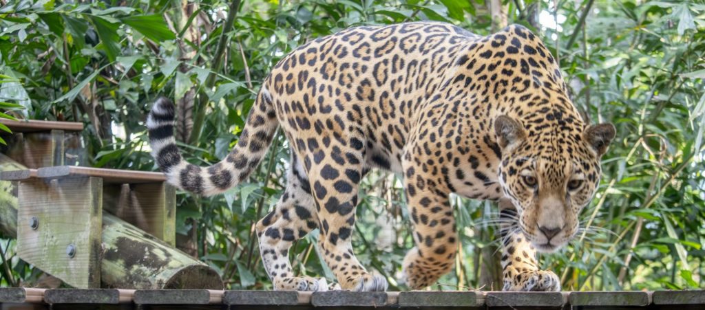 Lua has a lighter, cream-colored coat. 