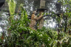 A jaguar scales a tree inside of a zoo habitat.