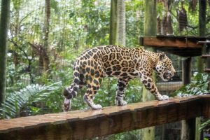 A jaguar walks along a boardwalk at a Zoo habitat.