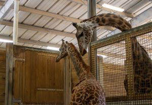 An older female giraffe greets a baby giraffe inside of a barn.
