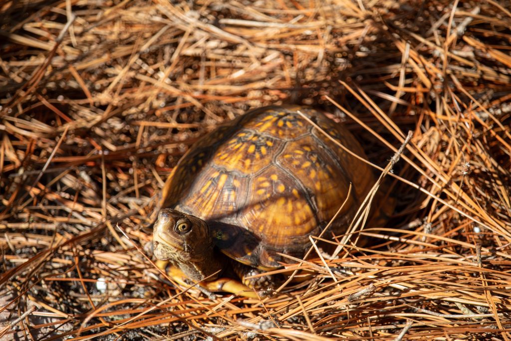 A Gulf Coast Box Turtle surrounded by pine straw.