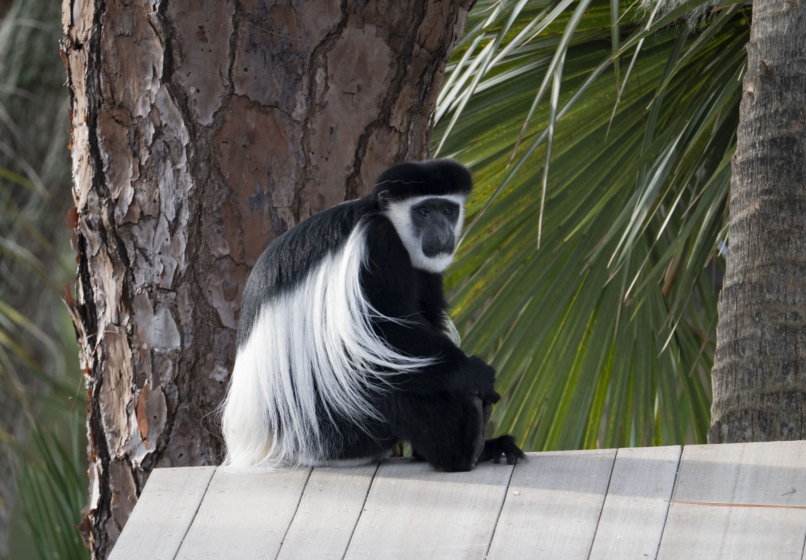 Get to Know our New Colobus Monkeys - Brevard Zoo
