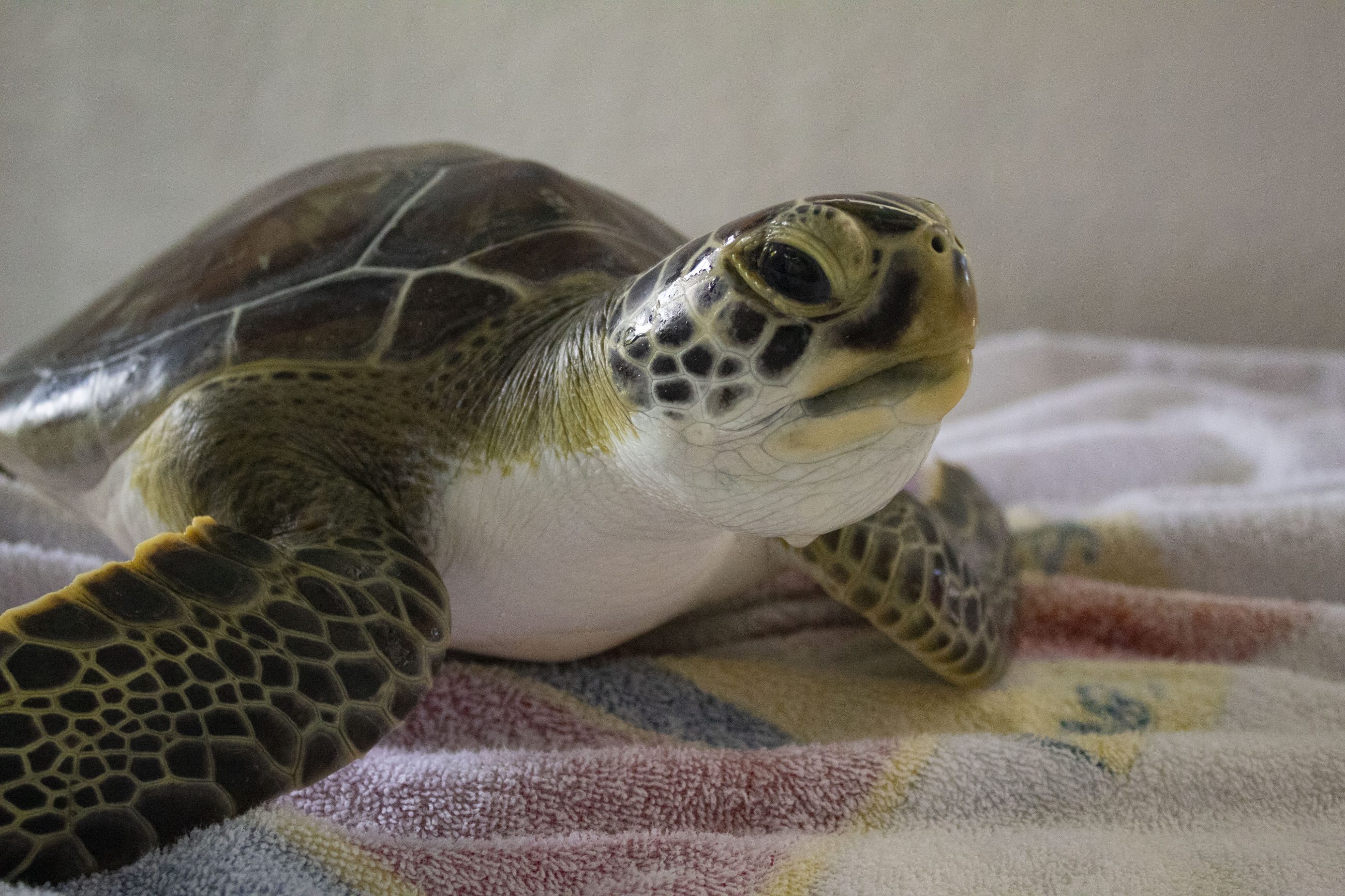 Two Green Sea Turtles Are Heading Back Home - Brevard Zoo