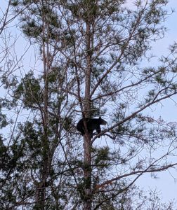 A Florida black bear cub hugs a tree.