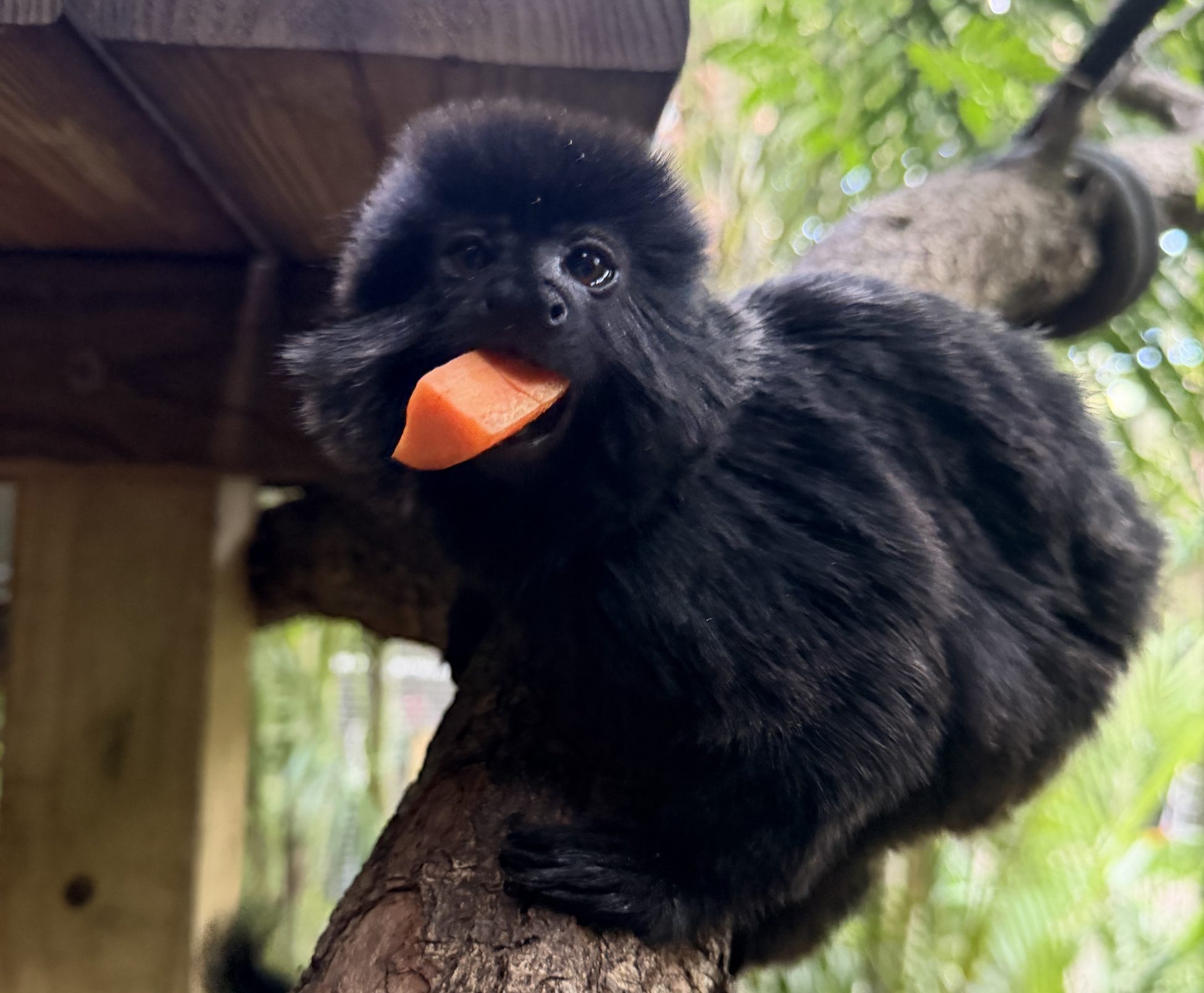 Introducing Goeldi Monkeys to Our Zoo! - Brevard Zoo