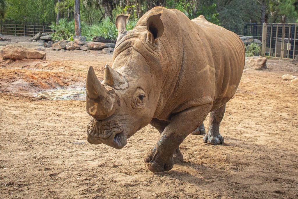 Southern white rhino Frankie
