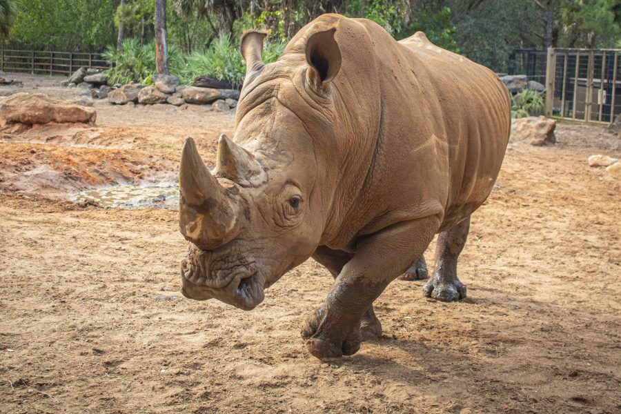 Southern white rhino Frankie