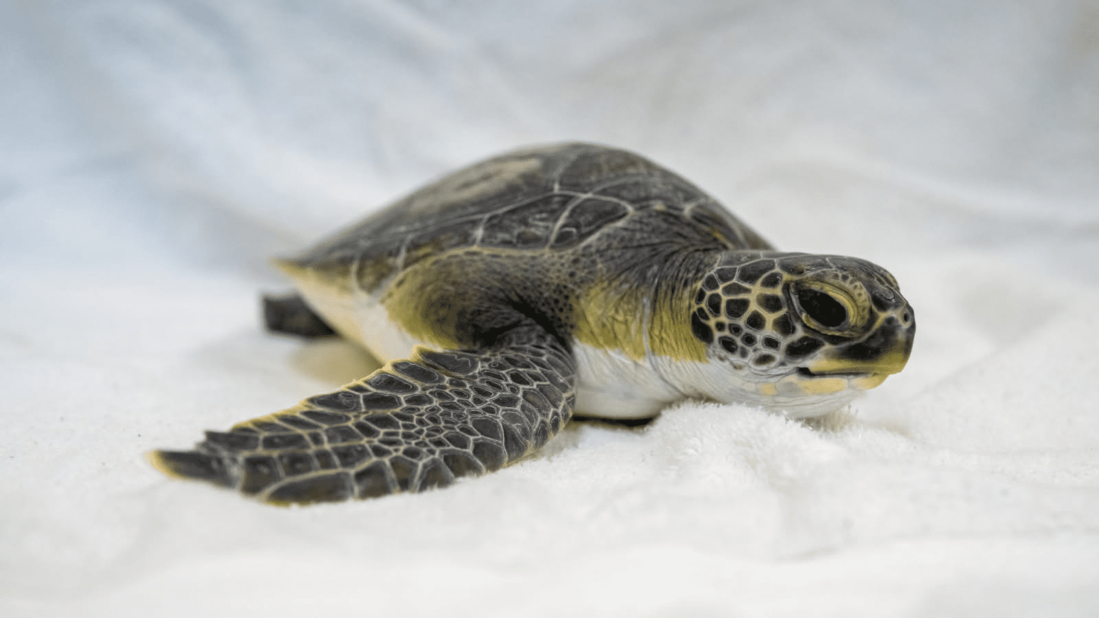 Caring for Sir Hooks a Lot the Green Sea Turtle - Brevard Zoo