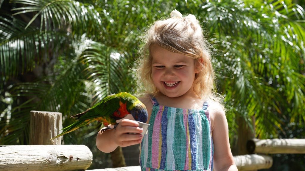 A young girl holds a lorikeet while the bird eats from a cup.