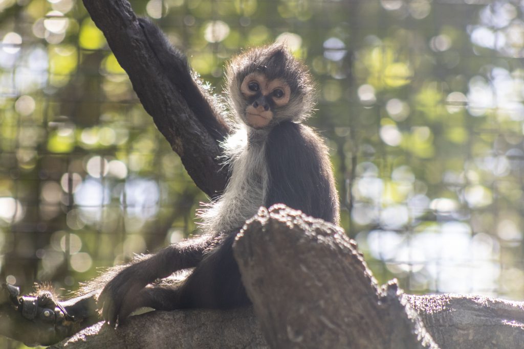 A spider monkey on a perch.