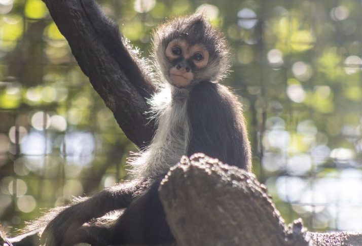 A spider monkey on a perch.