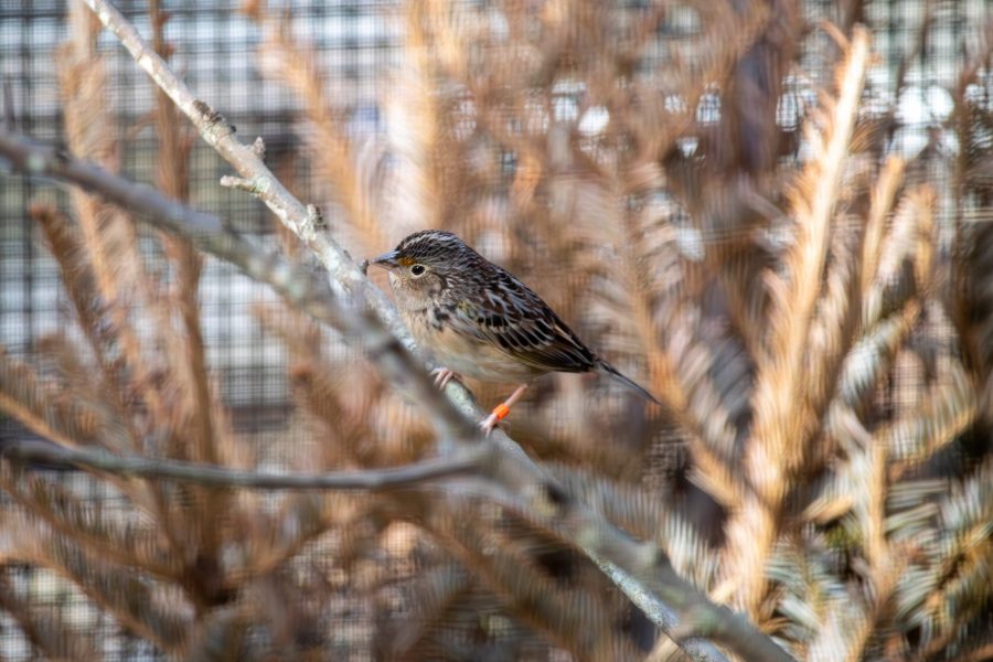 An adult Florida grasshopper sparrow on a branch.