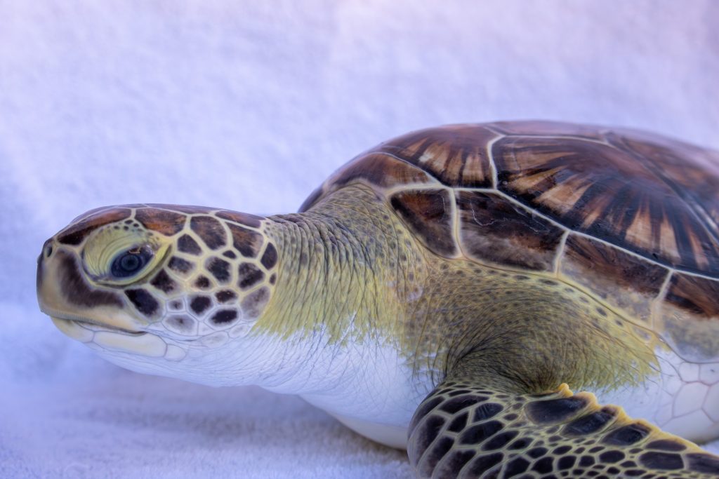 Green sea turtle Julian