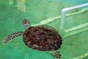 Green sea turtle Julian in a pool