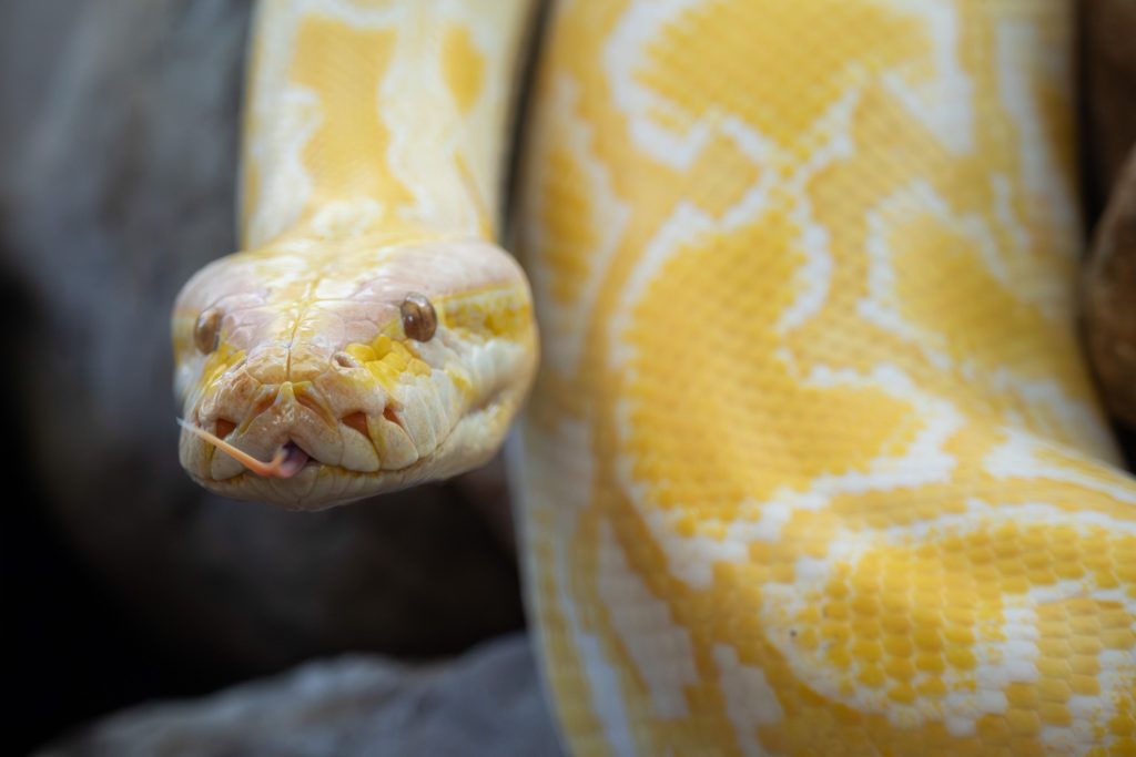 albino Burmese python