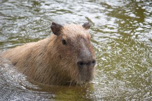 A capybara pokes their head out from a shallow pool with green water.