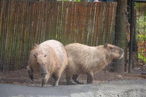 Two capybaras walk across the ground in a Zoo enclosure. One of them faces the side, and one of them is facing forward.