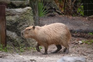 A capybara walks across the ground, facing leftward.