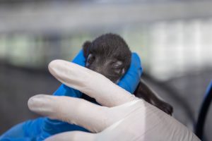 A gloved hand holds up a white-nosed coati infant.