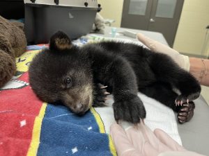 A tiny, weeks-old Florida black bear cub lays on an operating room table at a veterinary clinic.