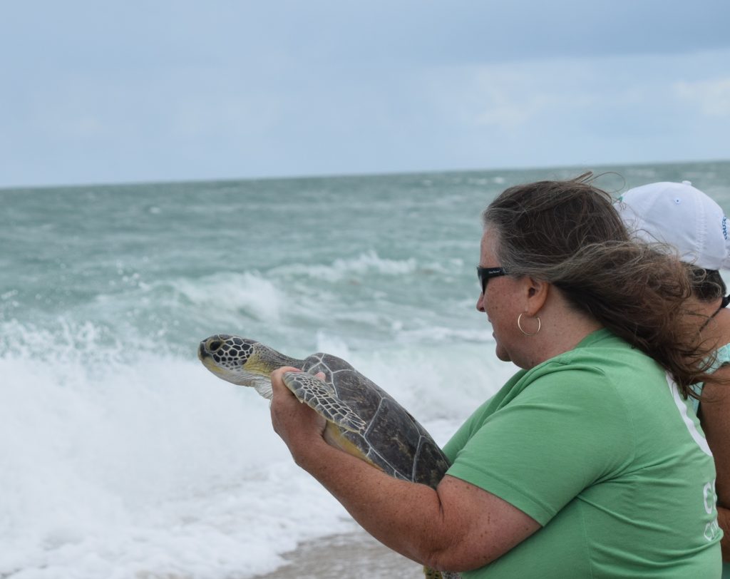 Poinsettia sea turtle is held by a woman just before being released back to the ocean.