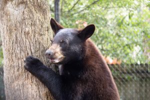 a Florida black bear year-old cub hugs a tree 
