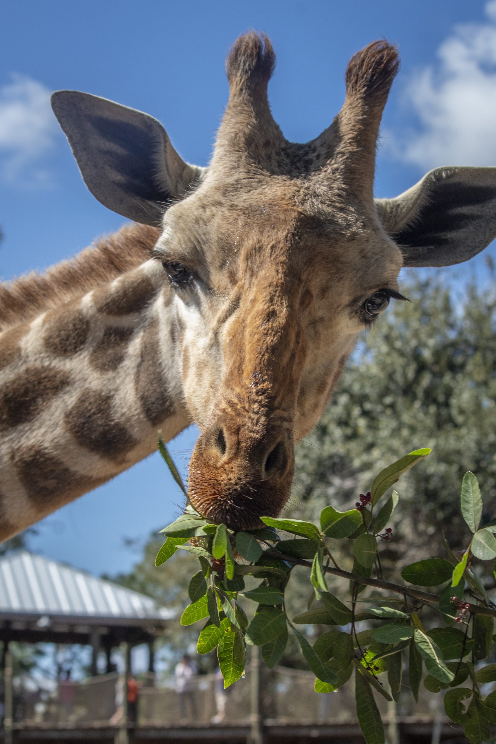 Remembering Floyd the Masai Giraffe - Brevard Zoo