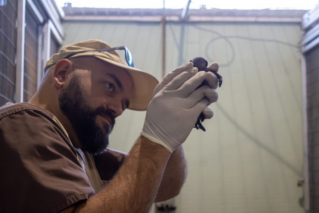The Zoo's new staff veterinarian, Dr. Garrett Crooks, examines a white-nosed coati kit.