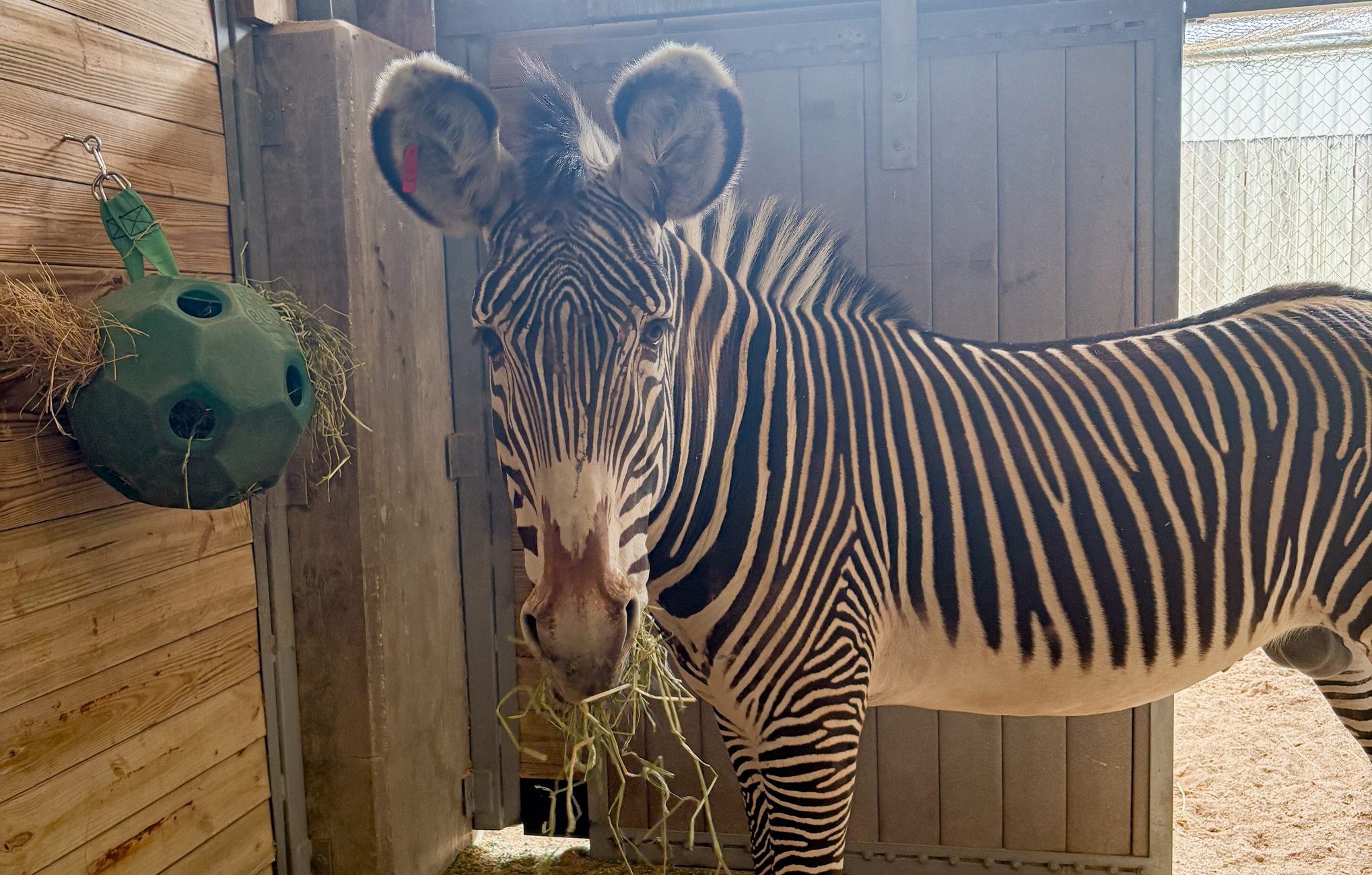 Welcoming Diesel the Grevy's Zebra - Brevard Zoo