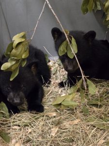 Two Florida black bear cubs stand side by side atop a bed of hay in an indoor enclosure.