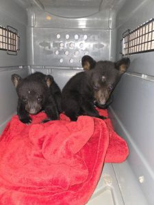 Two Florida black bear cubs rest atop a red blanket inside of a carrier.