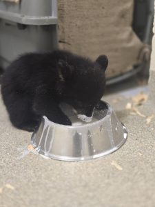 A Florida black bear cub drinks milk from a dish.