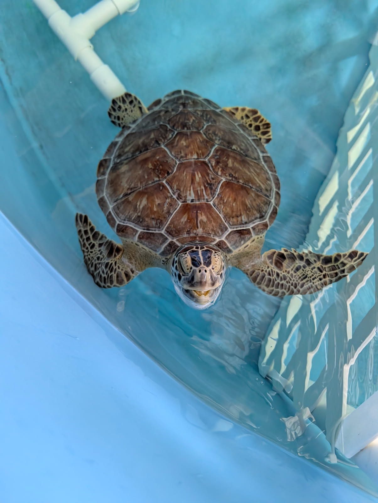 Releasing Two Green Sea Turtles - Brevard Zoo