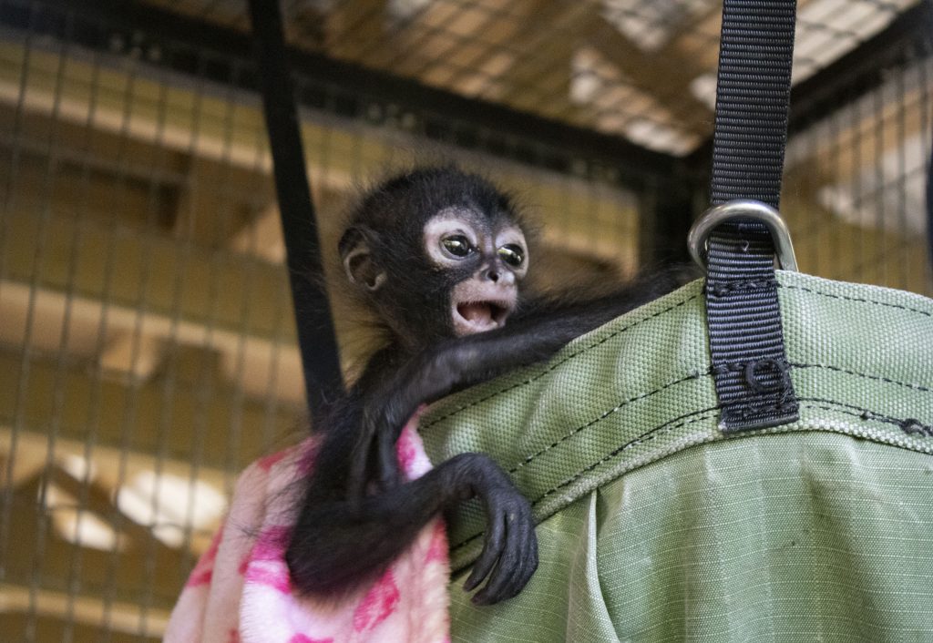 A black-handed spider monkey infant sits inside of a hanging hammock at a zoo.