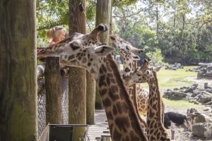 A herd of giraffes line up at a Zoo's platform to be fed by guests.