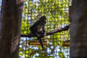 A black-handed spider monkey sits atop a rope at a zoo.