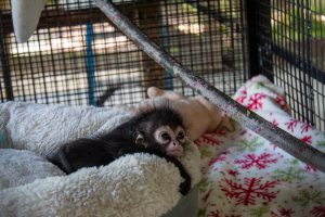 An infant black-handed spider monkey gazes off to the side in a zoo.