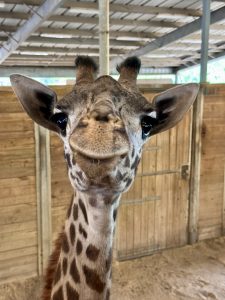 A close-up of a giraffe inside of a barn