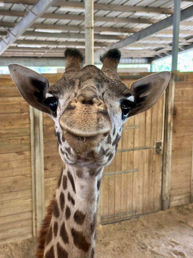 A close-up of a giraffe inside of a barn