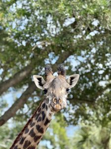 A close-up photo of a giraffe staring forward in front of some trees at a zoo