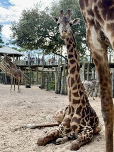 A giraffe sits down on the ground and looks at the camera at a zoo.