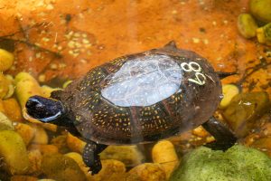 A Gulf Coast box turtle swims in a pond at a zoo. There is a number 68 written on its shell for identification.