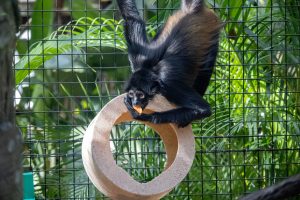 A black-handed spider monkey hangs down from a fence while eating a sweet potato at a zoo.
