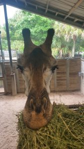 A close-up photo of a giraffe shows him chomping down on a block of hay inside of  a barn.