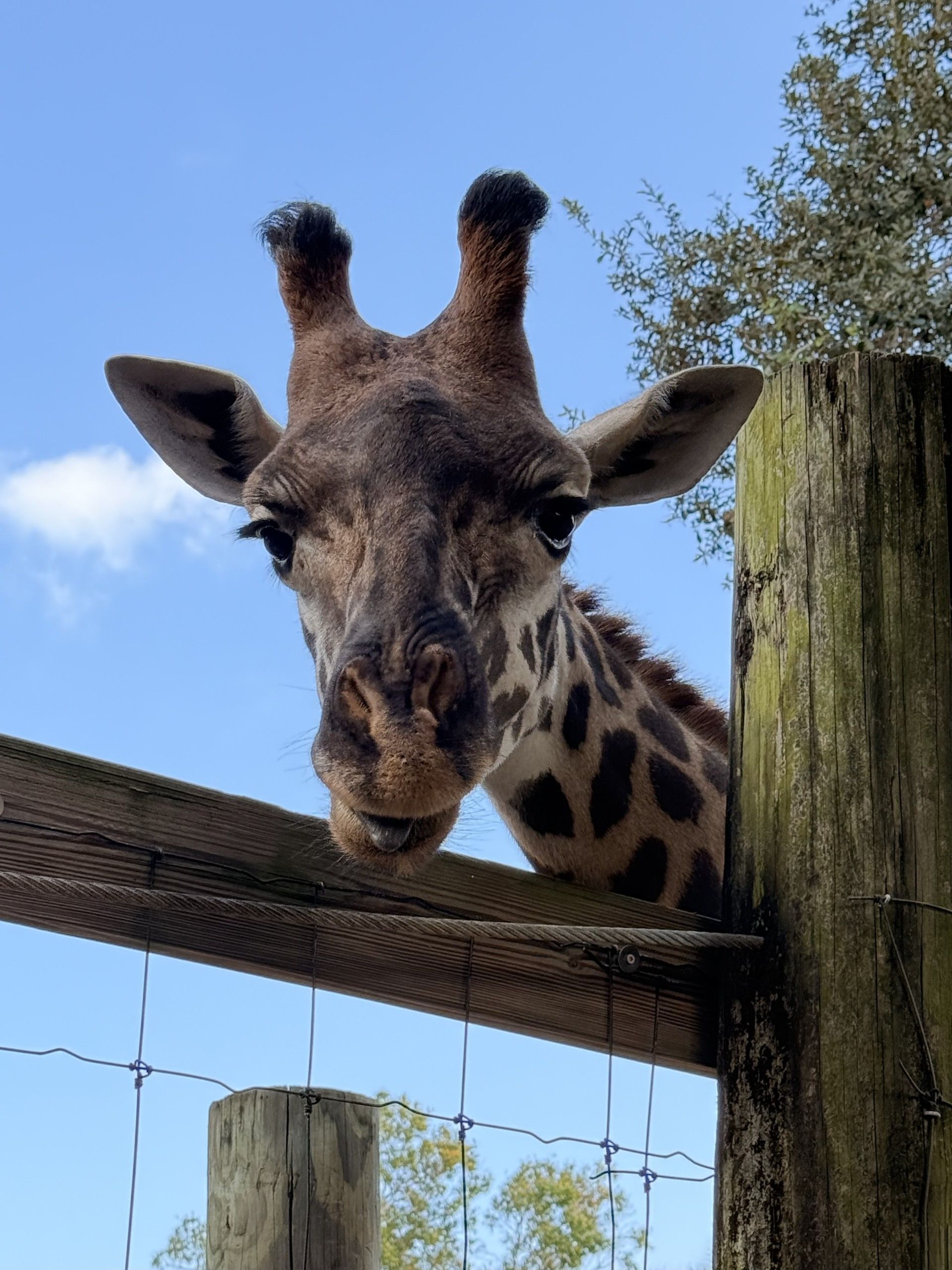 Tisa, a young Masai giraffe at Brevard Zoo
