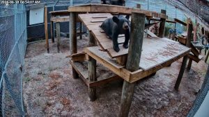 A Florida black bear cub peers out while standing atop a platform at a Zoo's rehabilitation center.