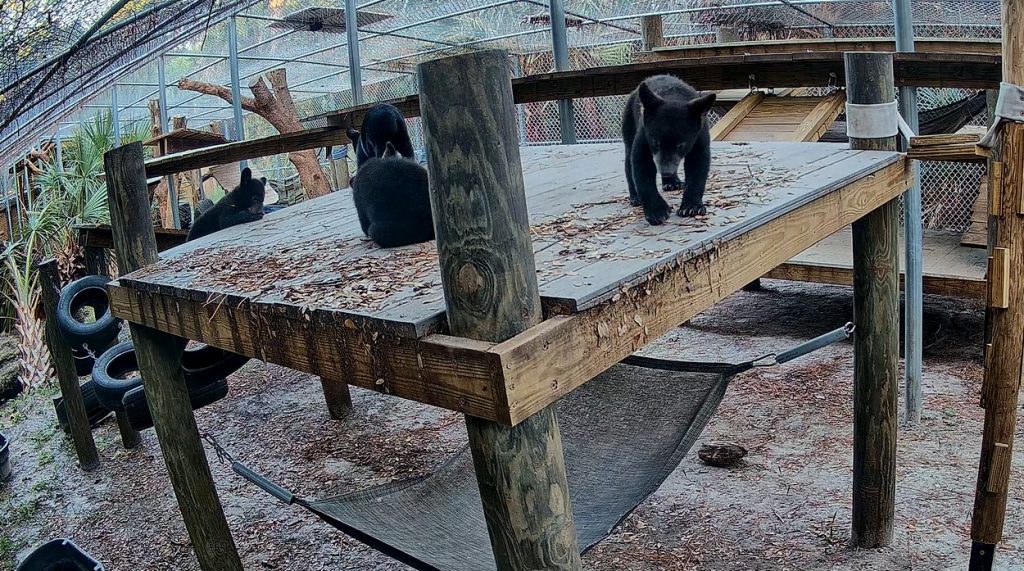 Four Florida black bear cubs sit atop a platform in a rehabilitation center at a zoo.